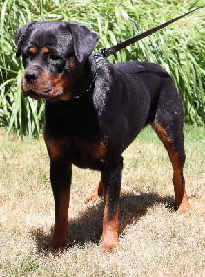 Étalon Rottweiler - Tchicka Du Royaume De L'Occitanie