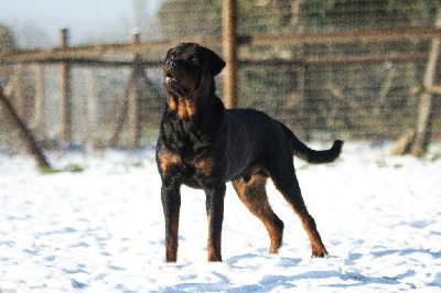 Étalon Rottweiler - Thor de la Vallée Des Ki Saout}