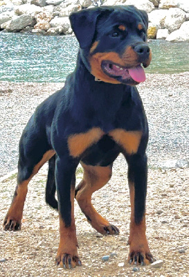 Étalon Rottweiler - V?xena des spectres d’or noir