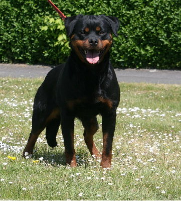 Étalon Rottweiler - Ricka du champ des louves