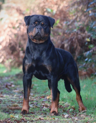 Étalon Rottweiler - U cerbère Des Rotts D'enowill