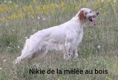 Étalon Setter Anglais - Nikie De La Mélée Au Bois