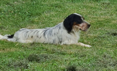 Étalon Setter Anglais - Ulka Des Belles Du Causse