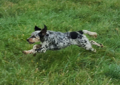 Étalon Setter Anglais - Upsie Du Trefle Bleu