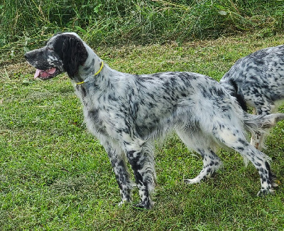 Étalon Setter Anglais - Talia Du Trefle Bleu