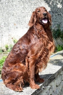 Étalon Setter irlandais rouge - TR. Trialer mozart Des Bords Du Clain