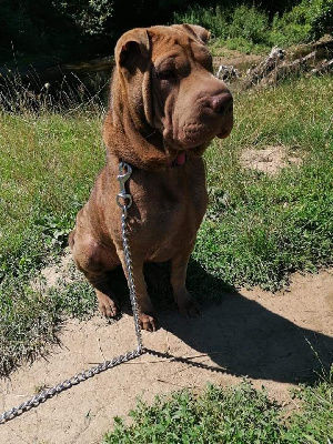 Étalon Shar Pei - Suzon Des Terres Ancestrales