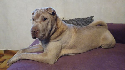 Étalon Shar Pei - Wendy simply the precius pearl de la noblesse bleue