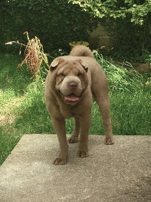 Étalon Shar Pei - MZR Titan