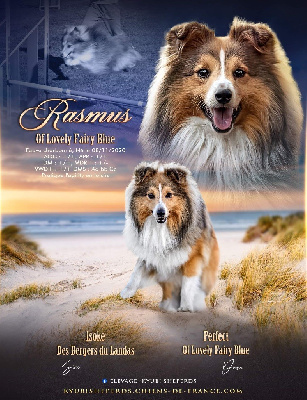 Étalon Shetland Sheepdog - Rasmus Of Lovely Fairy Blue