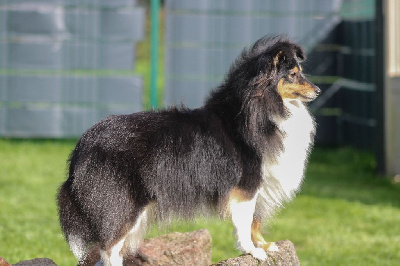 Étalon Shetland Sheepdog - Somebody to love Of Vanook's Garden