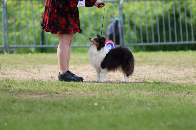 Étalon Shetland Sheepdog - Un-dos-tres dit una Des Truffes De L'Ouest