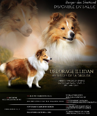 Étalon Shetland Sheepdog - Urlorage illidan Des Berges De La Droude