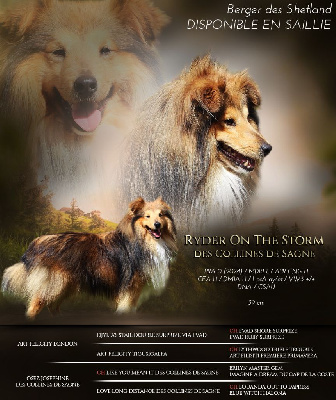 Étalon Shetland Sheepdog - Ryder on the storm des Collines de Sagne