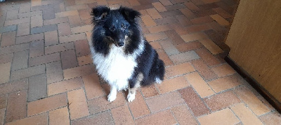 Étalon Shetland Sheepdog - Uggy du mont de la chenaie