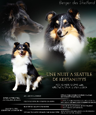 Étalon Shetland Sheepdog - Une nuit a seattle de Kertanhyys