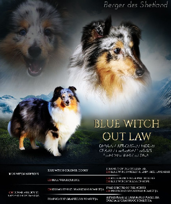 Étalon Shetland Sheepdog - Blue witch Out law