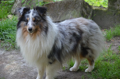 Étalon Shetland Sheepdog - Udoïa De la foret des reves bleus