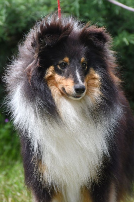 Étalon Shetland Sheepdog - CH. Do what you like of silverlight