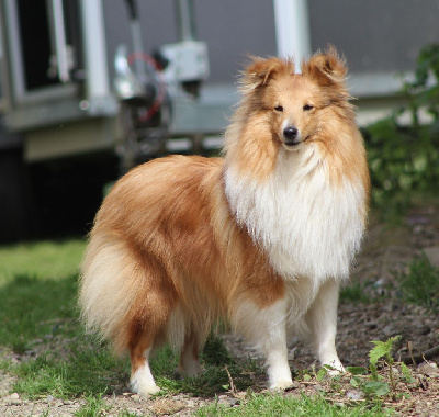 Étalon Shetland Sheepdog - Uzumaki hinata de La Lune De Feu