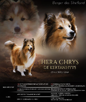 Étalon Shetland Sheepdog - Héra chrys de Kertanhyys