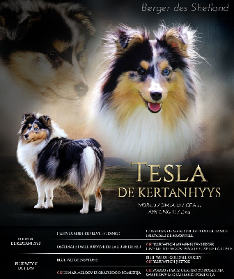 Étalon Shetland Sheepdog - Tesla de Kertanhyys