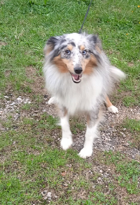 Étalon Shetland Sheepdog - Urielle Blue witch