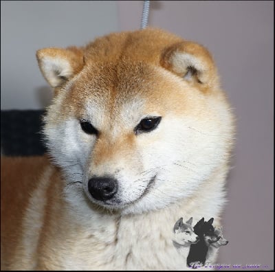 Étalon Shiba - Simba of Skystaff Starbuck