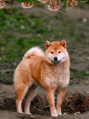 Étalon Shiba - Daruma no miyajima