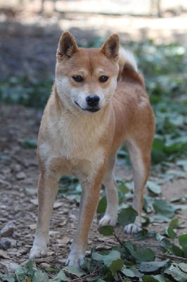 Étalon Shiba - Ruby des bois de la bro