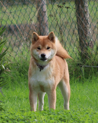 Étalon Shiba - Ume Des Griffes de Feu