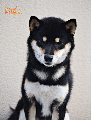 Étalon Shiba - Unmei no satoru Go Inari Kitsuken