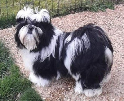 Étalon Shih Tzu - ti ay shi Zues