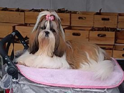 Étalon Shih Tzu - U'yoko-shu Shah abbas 