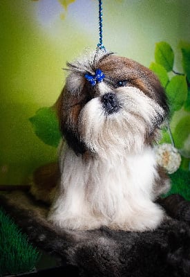 Étalon Shih Tzu - Taiko dreams Made In Albizzia