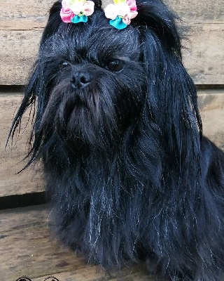 Étalon Shih Tzu - Stella'luna Du Paradis D'Aphrodite