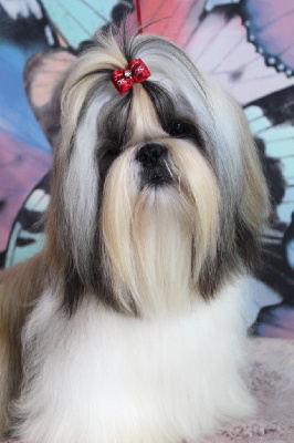 Étalon Shih Tzu - Ungaro Des Anges de Batignolles