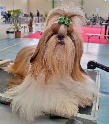 Étalon Shih Tzu - Troy Des Merveilles Du Mas