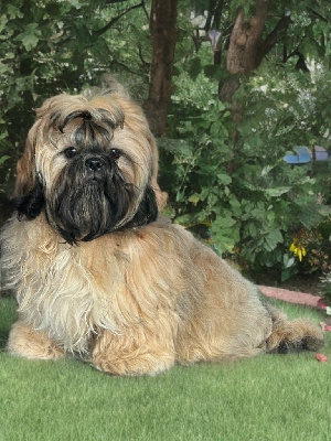 Étalon Shih Tzu - « simba » versace Du Domaine Des Joyaux Tibétains