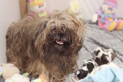 Étalon Shih Tzu - Scheyenne de la ferme des Mottes