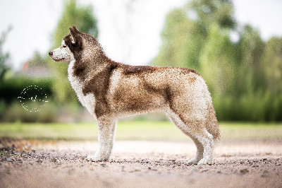 Étalon Siberian Husky - Radiant eclipse Angel Of Soyane