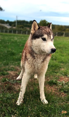 Étalon Siberian Husky - Stokholm Des Vents De La Toundra