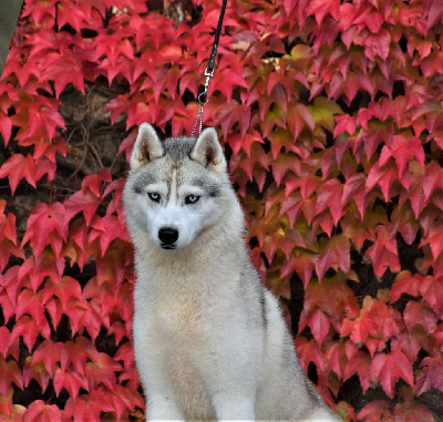 Étalon Siberian Husky - Touch the stars du chalet des edelweiss