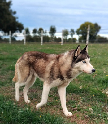 Étalon Siberian Husky - Toruk makto Des Vents De La Toundra