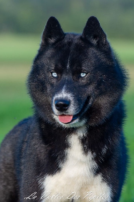 Étalon Siberian Husky - Uncredible dark side Of Moonlight's Rhapsody