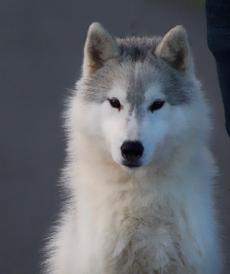 Étalon Siberian Husky - Unique dragon kiss Of Siberian Forest Wolves