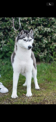 Étalon Siberian Husky - Stella of Royal Siberian