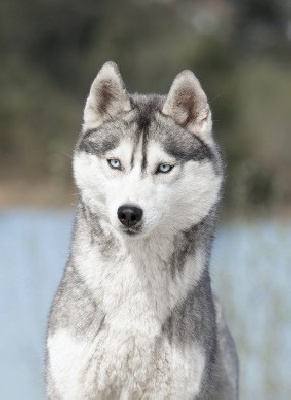 Étalon Siberian Husky - bueno pardo One lady