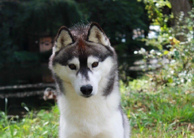 Étalon Siberian Husky - Pawnee sniego sunys