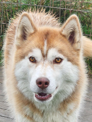 Étalon Siberian Husky - Urijha Des Sarmentins